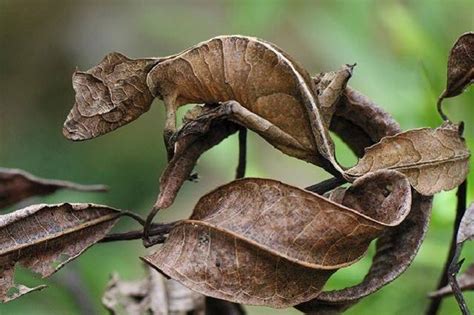 屋企有壁虎風水|在風水學中：家裡進壁虎是什麼寓意？4種預兆要「小心」了